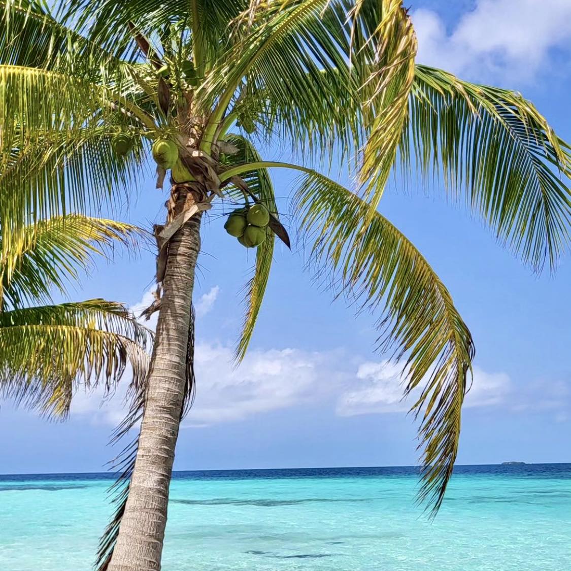 Moho Caye - access from Placencia Village by boat